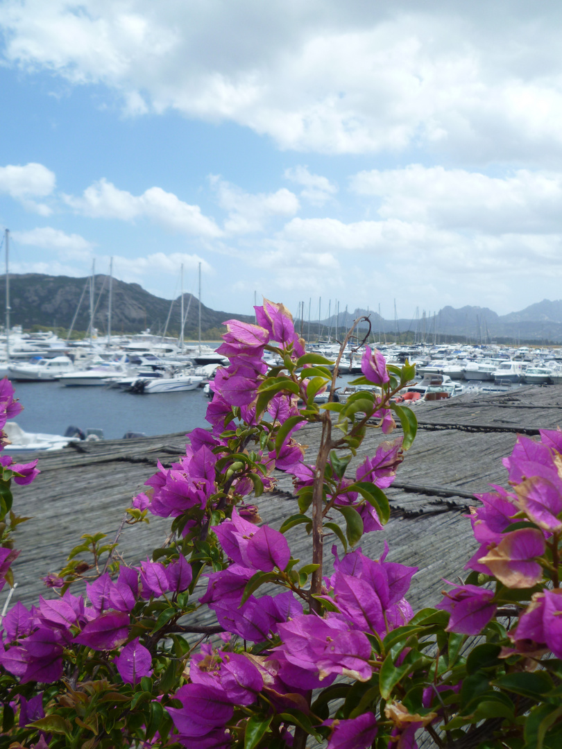 FIORI NEL GOLFO