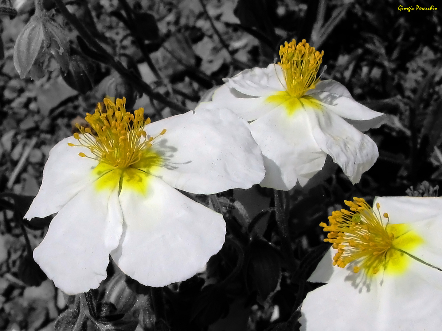 Fiori nel Grigio