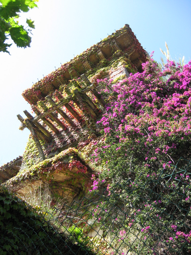 fiori nel muro