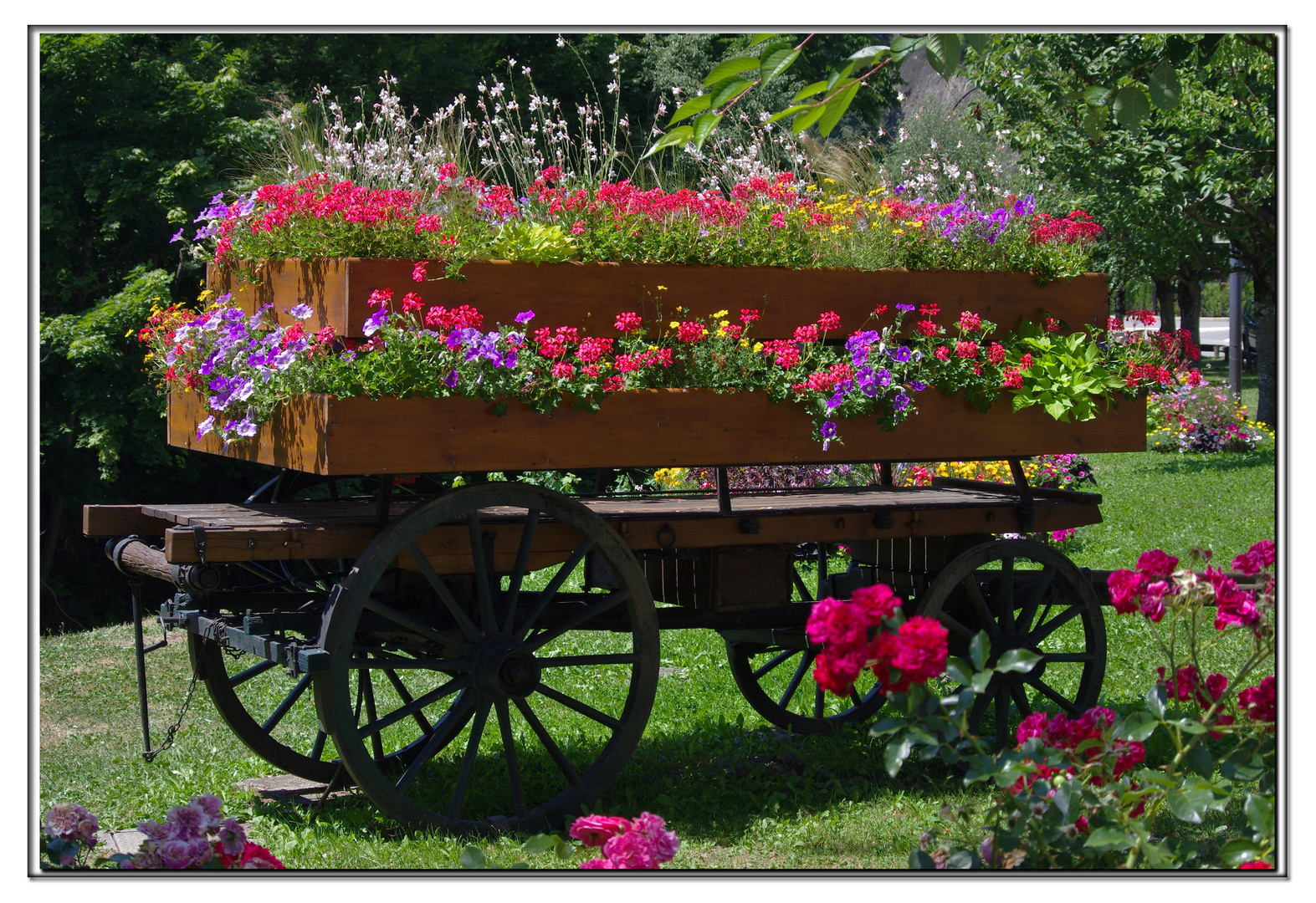 fiori per tutti...