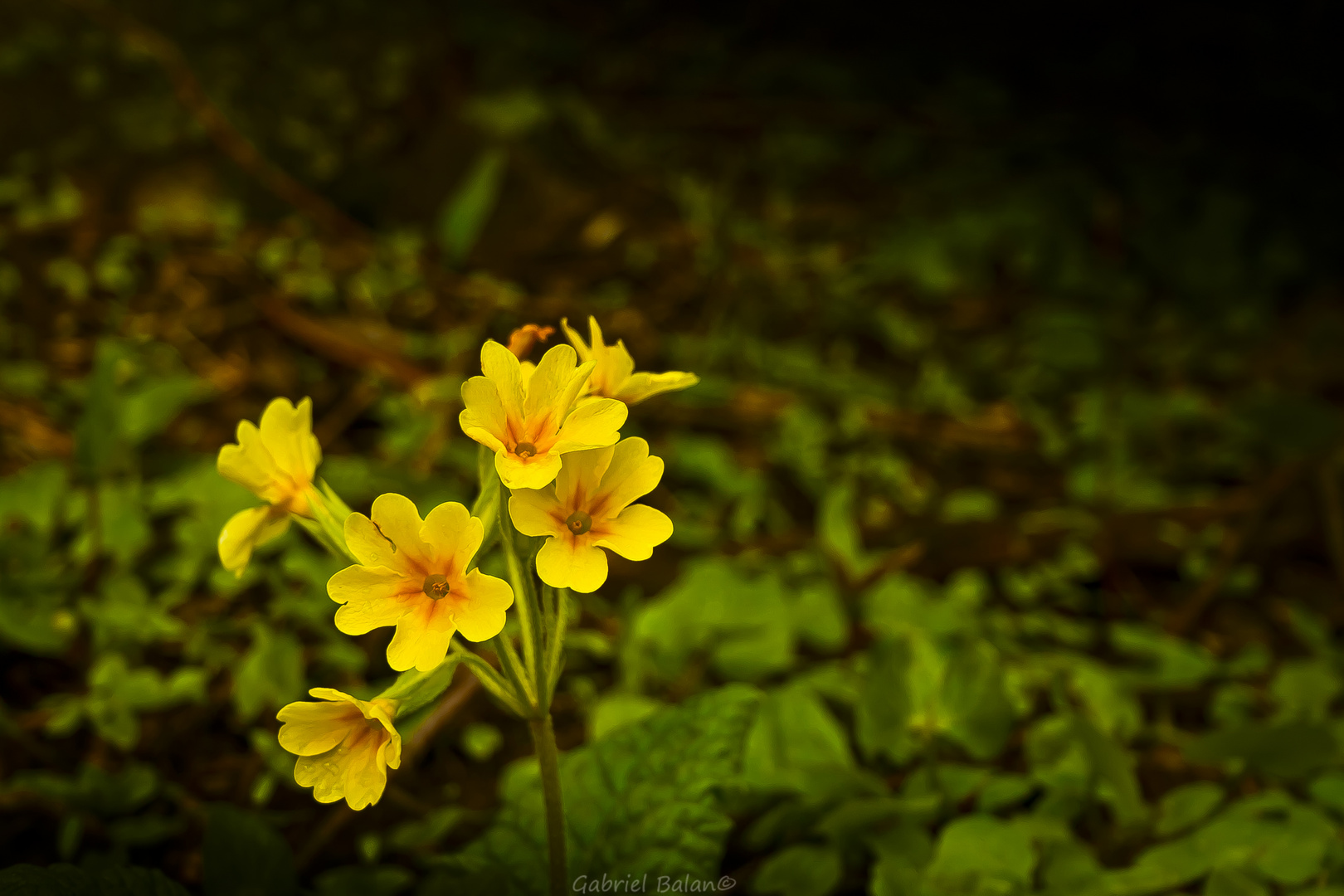 Fiori primaverili nel bosco