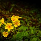 Fiori primaverili nel bosco