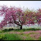 fiori rosa