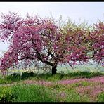 fiori rosa