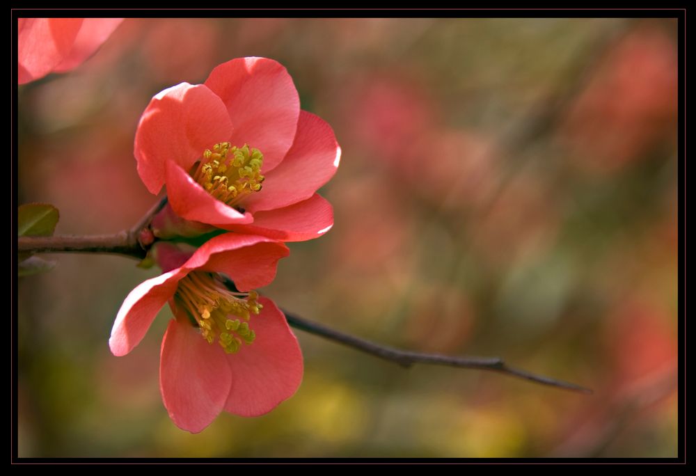 Fiori rosa, fiori di pesco