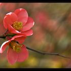 Fiori rosa, fiori di pesco