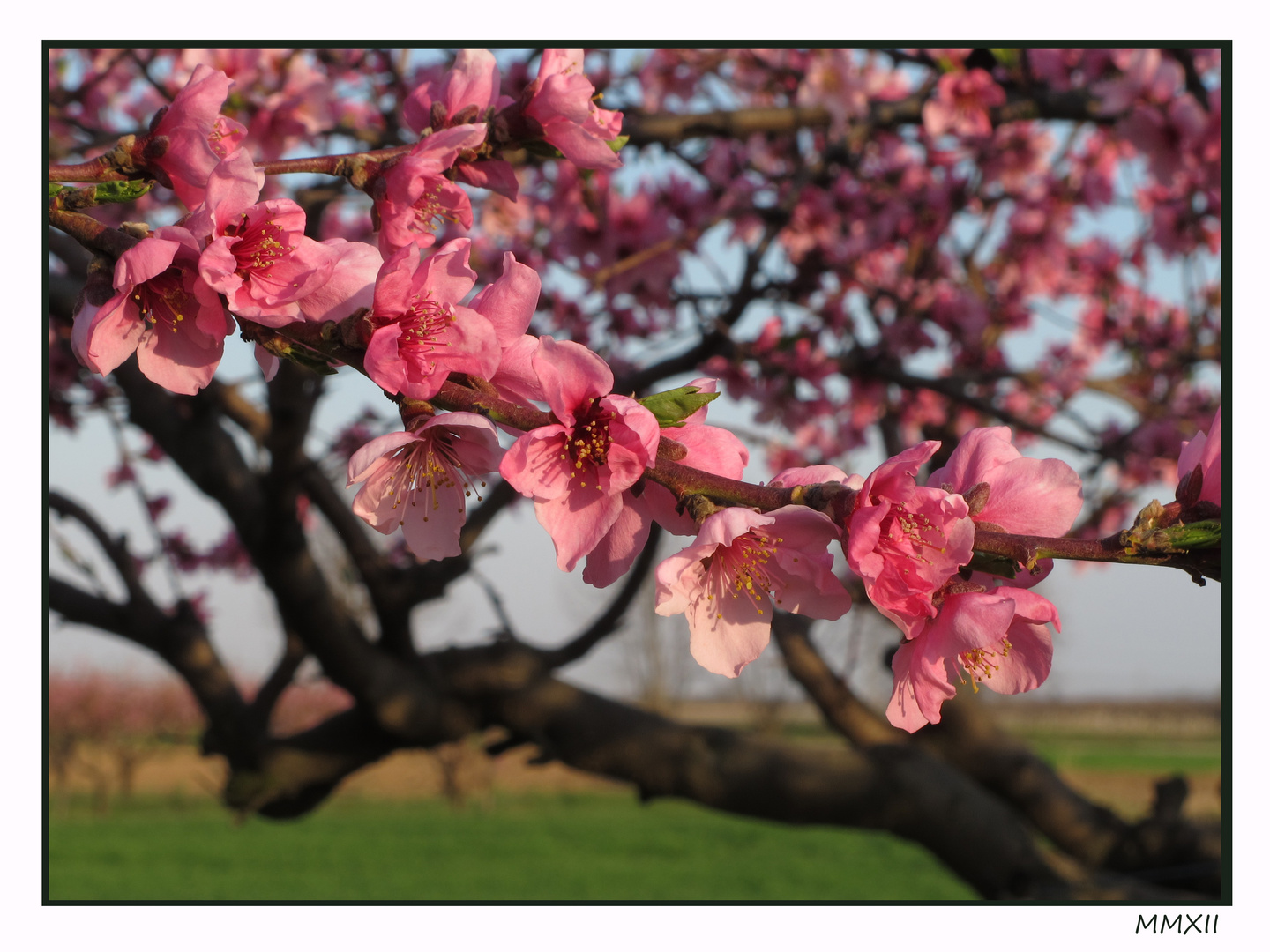 FIORI ROSA, FIORI DI PESCO 2