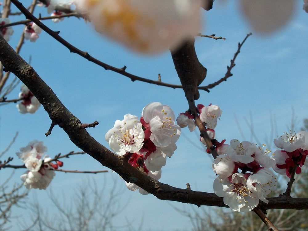 fiori rosa, fiori di pesco