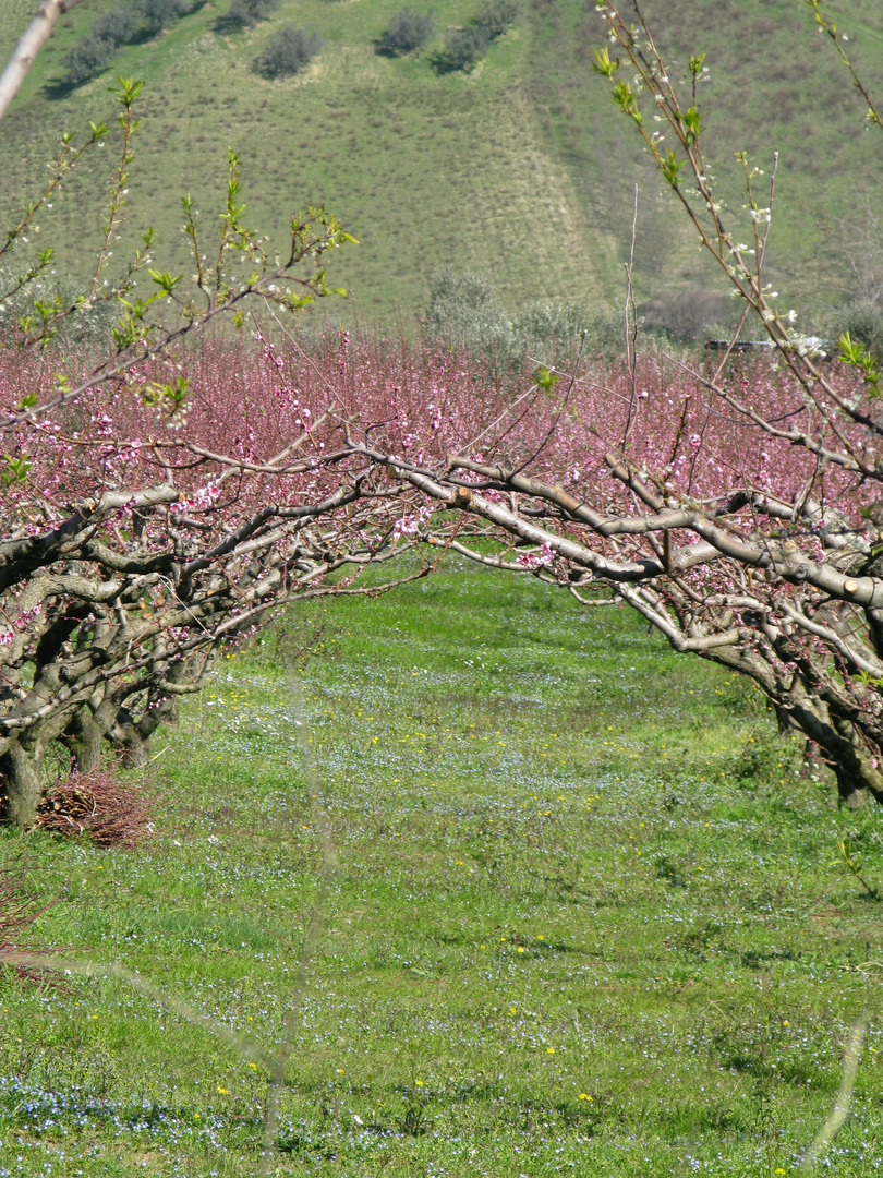 fiori rosa fiori di pesco