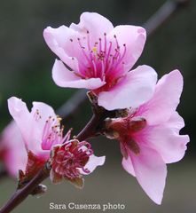 fiori rosa, fiori di pesco