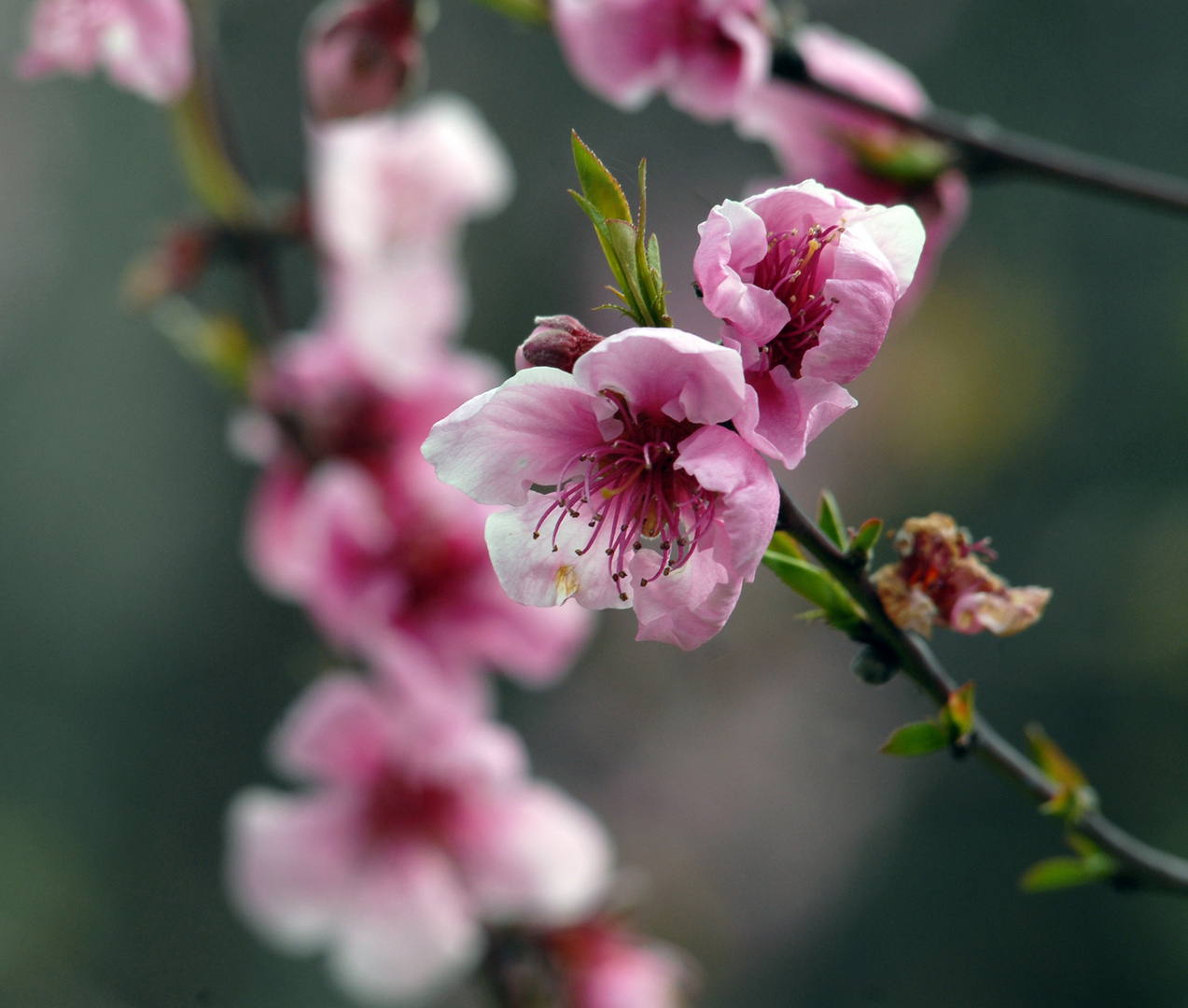 Fiori rosa, fiori di pesco...