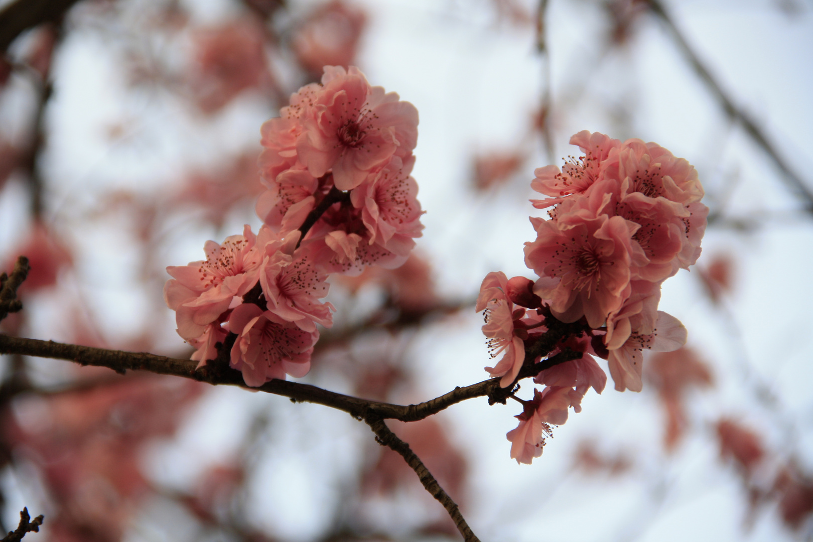 ...fiori rosa, fiori di pesco...