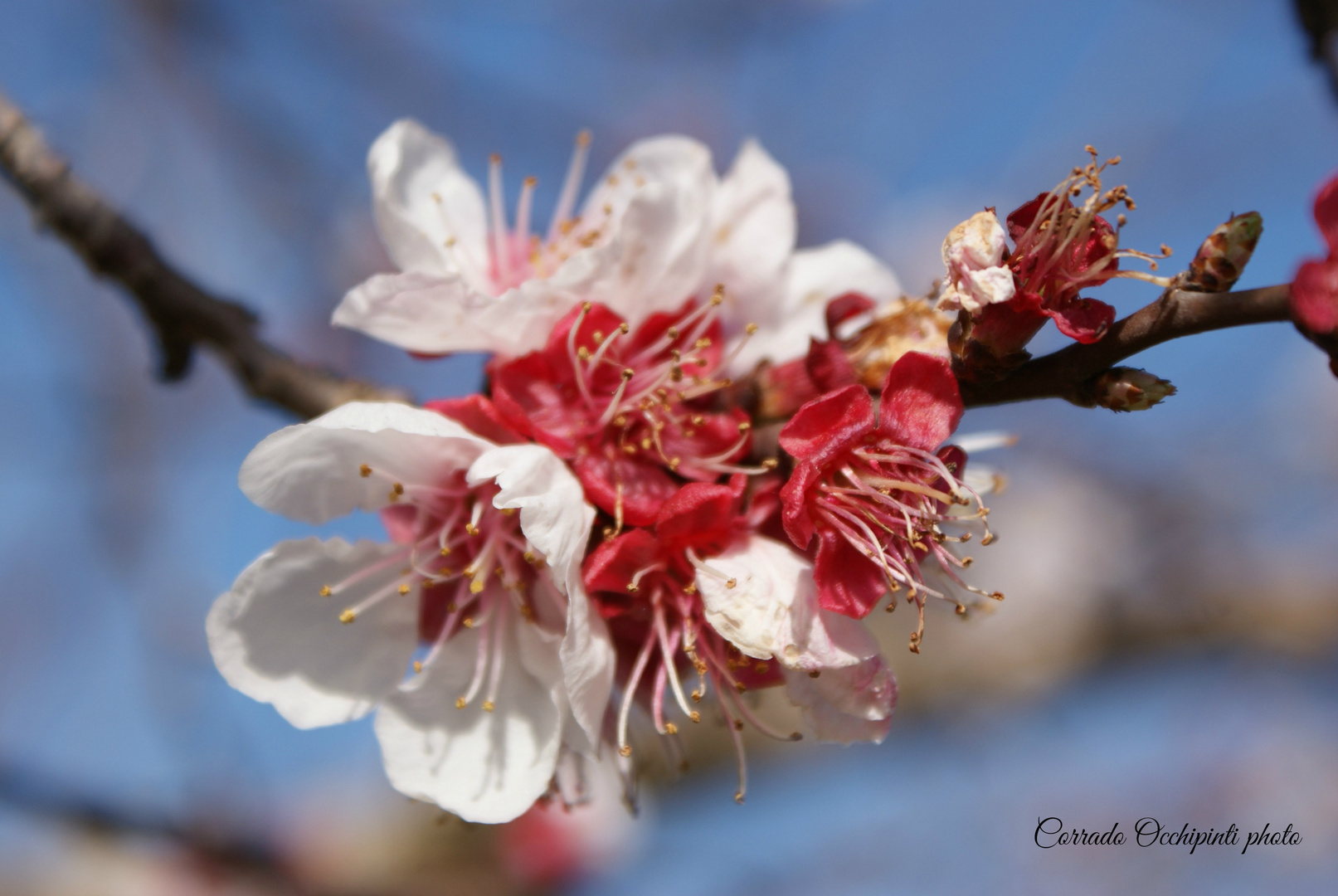 Fiori rosa, fiori di pesco