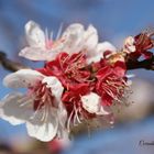 Fiori rosa, fiori di pesco