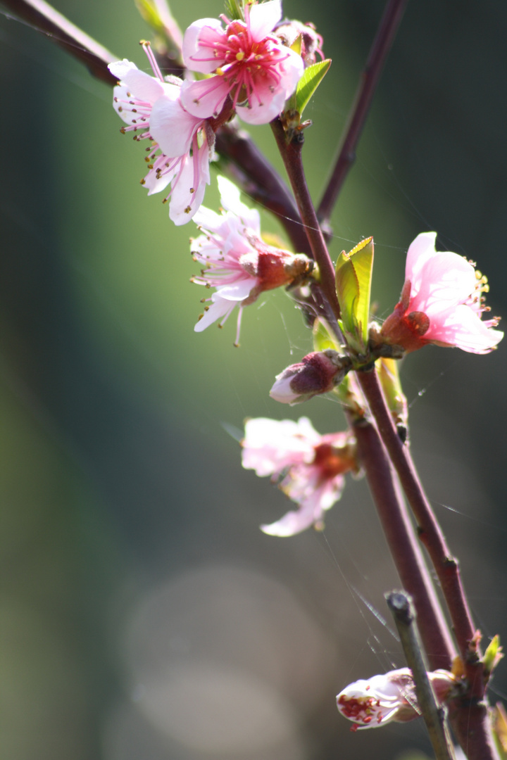 fiori rosa fiori di pesco