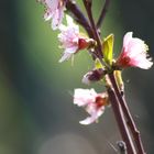 fiori rosa fiori di pesco