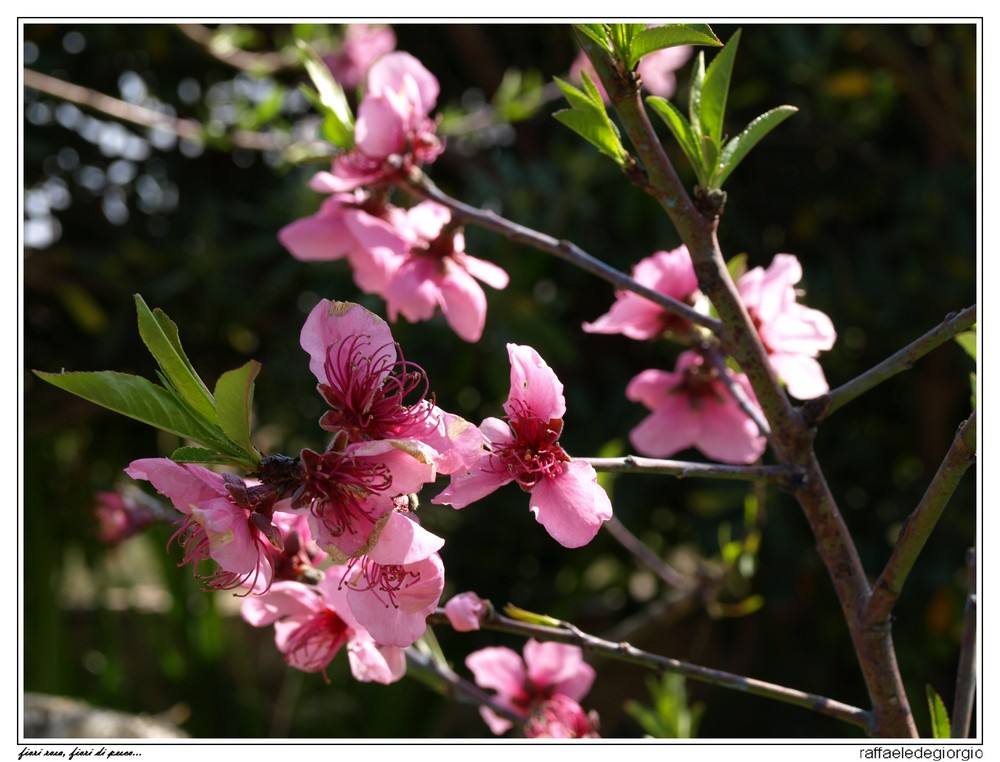 Fiori rosa, fiori di pesco...