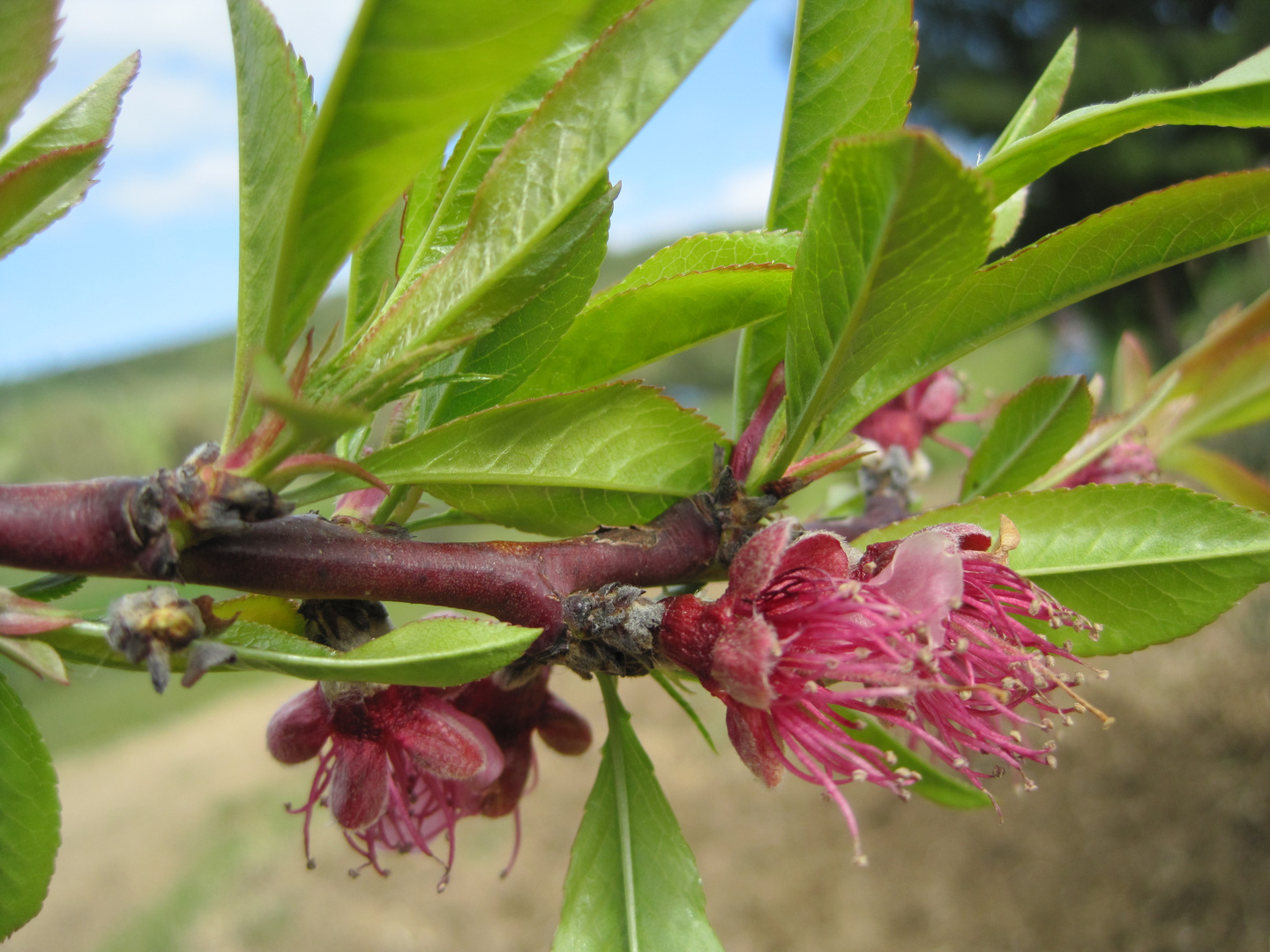 fiori sbocciati