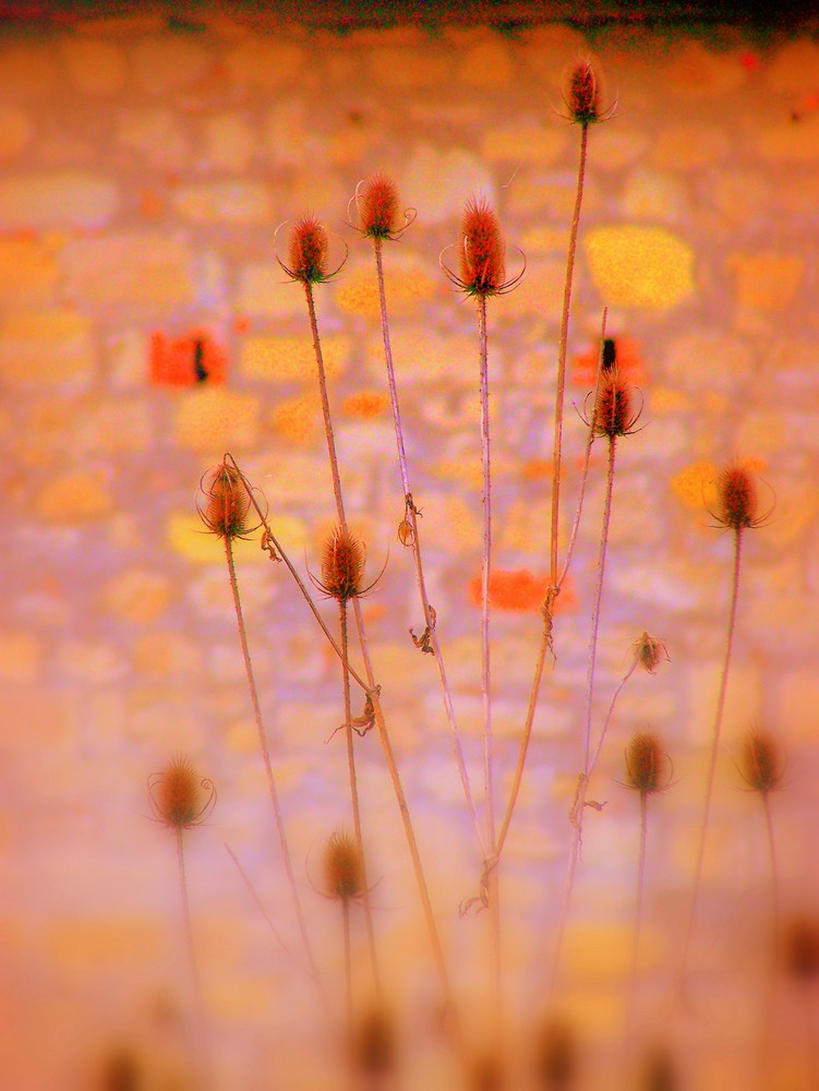 fiori secchi contrapposti a muro di mattoni