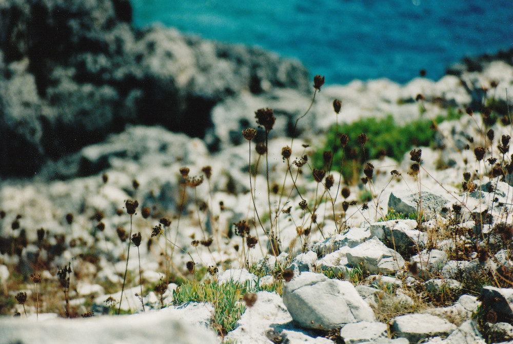 fiori secchi (paxos)