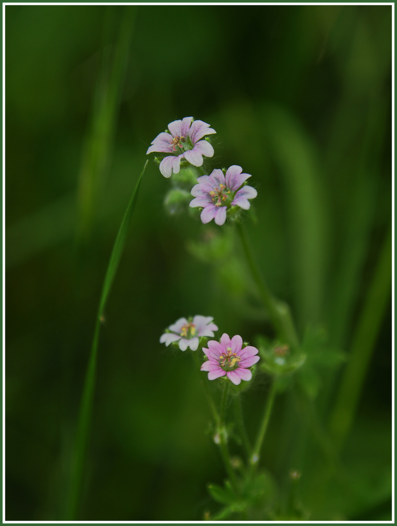 Fiori selvatici