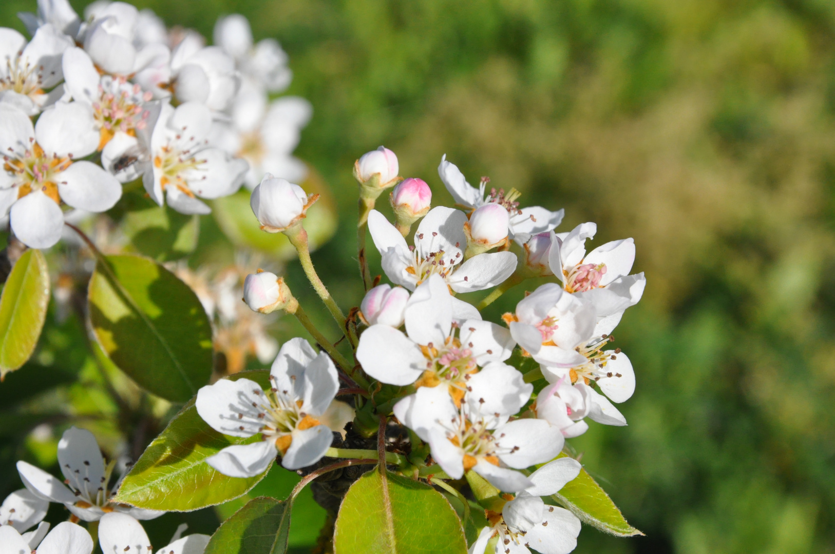 Fiori - Sicily