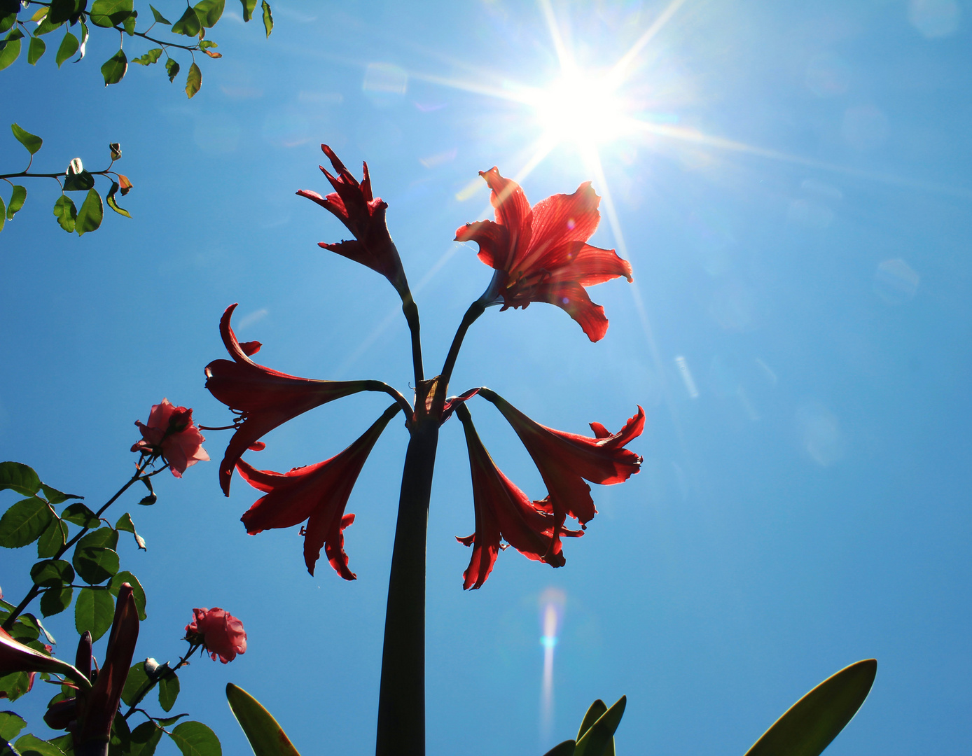 fiori sky