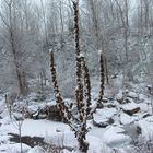 Fiori sotto la neve