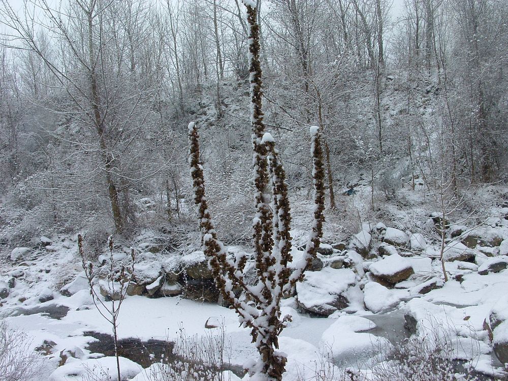 Fiori sotto la neve