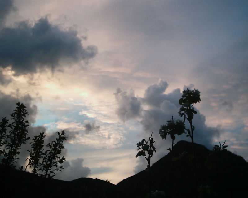 Fiori sul cielo