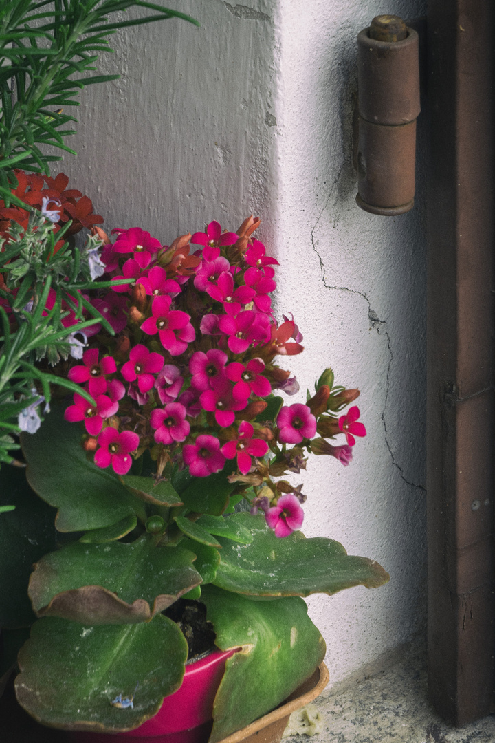 Fiori sul davanzale