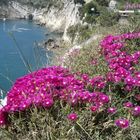 fiori sul mare