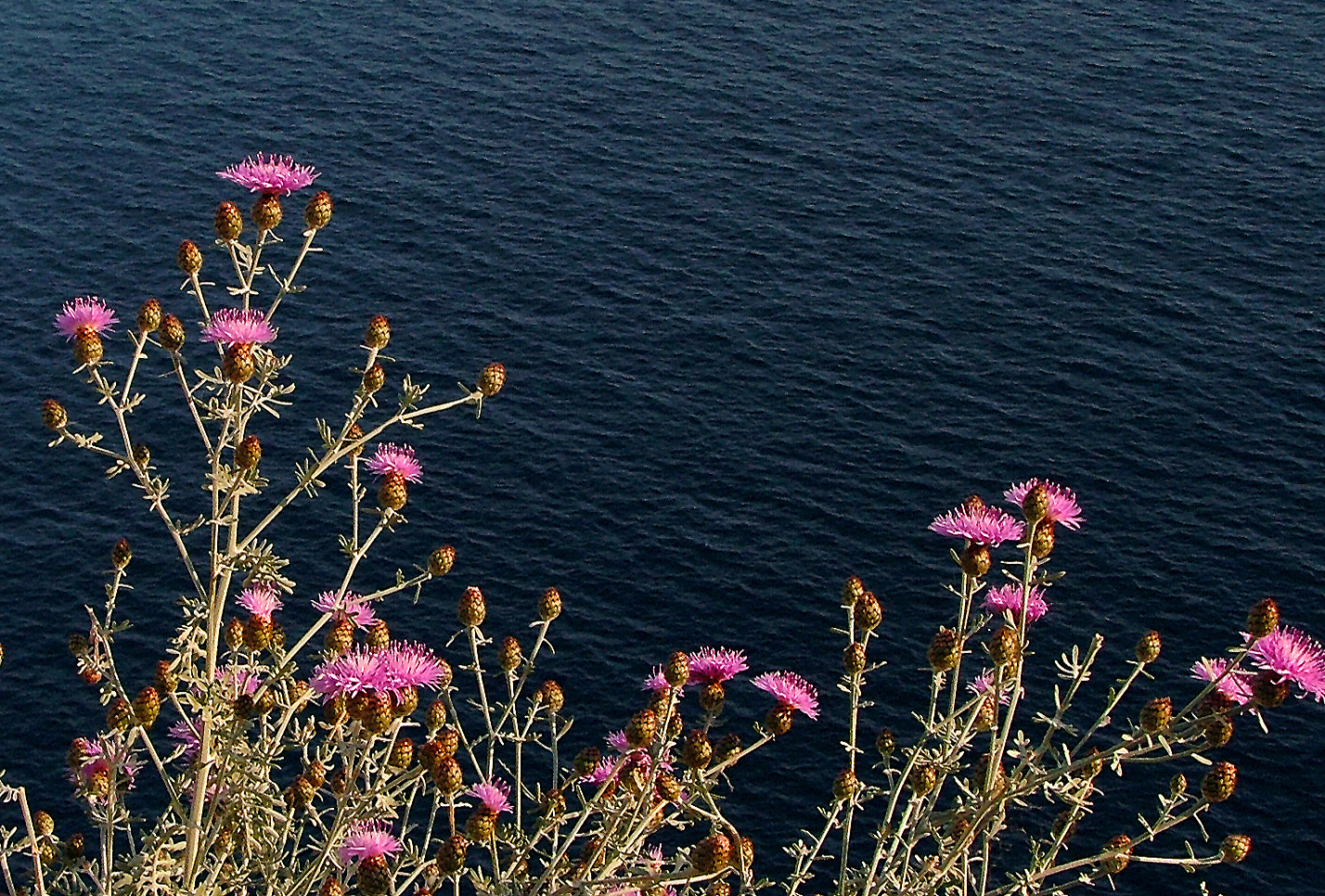 Fiori sul mare di Capri