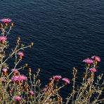 Fiori sul mare di Capri