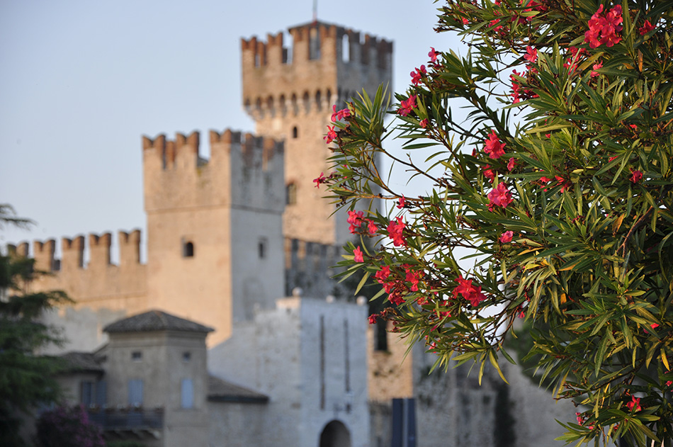 Fiori sul passato