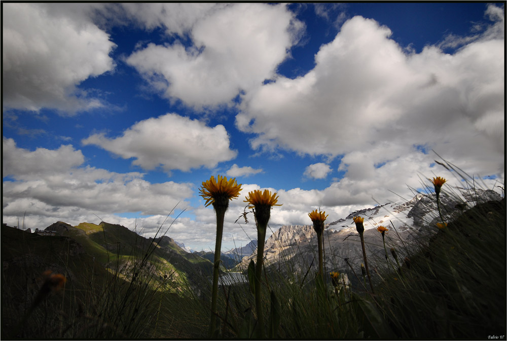 Fiori sulla Marmolada