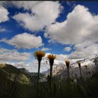 Fiori sulla Marmolada