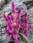 fiori sulla roccia von Lorena Torregiani 