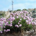 fiori sulla spiaggia