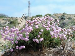 fiori sulla spiaggia