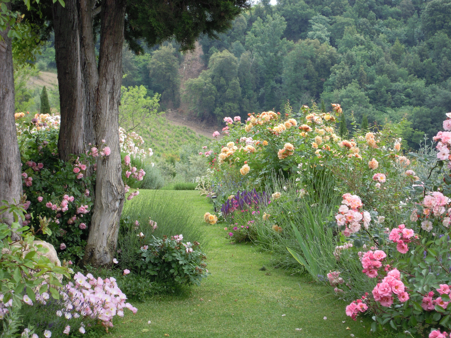 fiori toscani