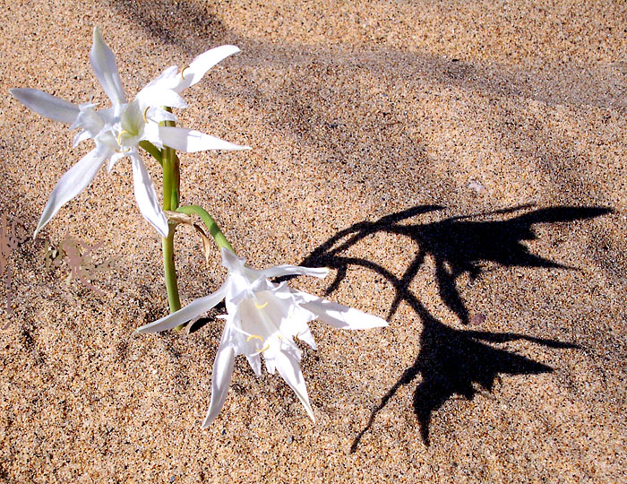 .....fiori tra la sabbia.....