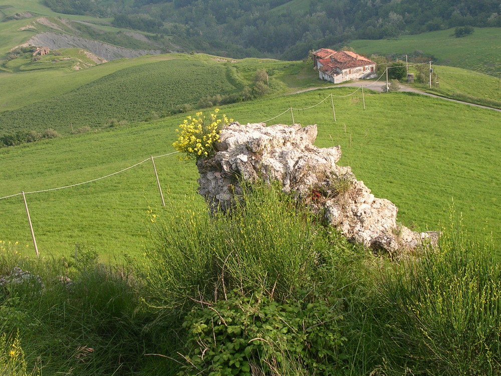 fiori ... tra le rocce