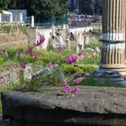 fiori tra le rovine di roma