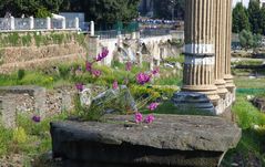 fiori tra le rovine di roma