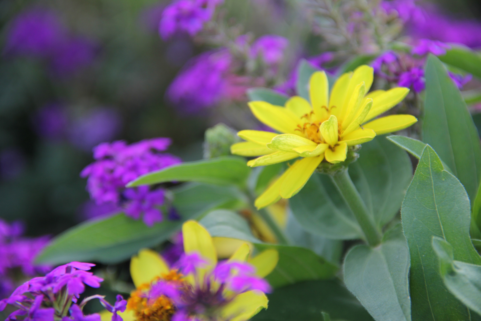 Fiori viola e gialli