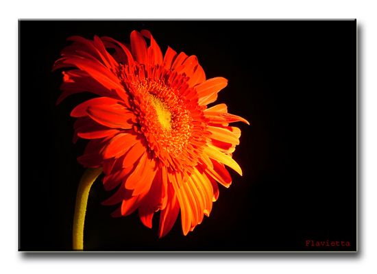 Fiori...la mia passione! 2