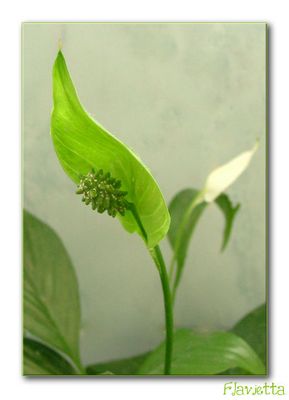 Fiori...la mia passione!