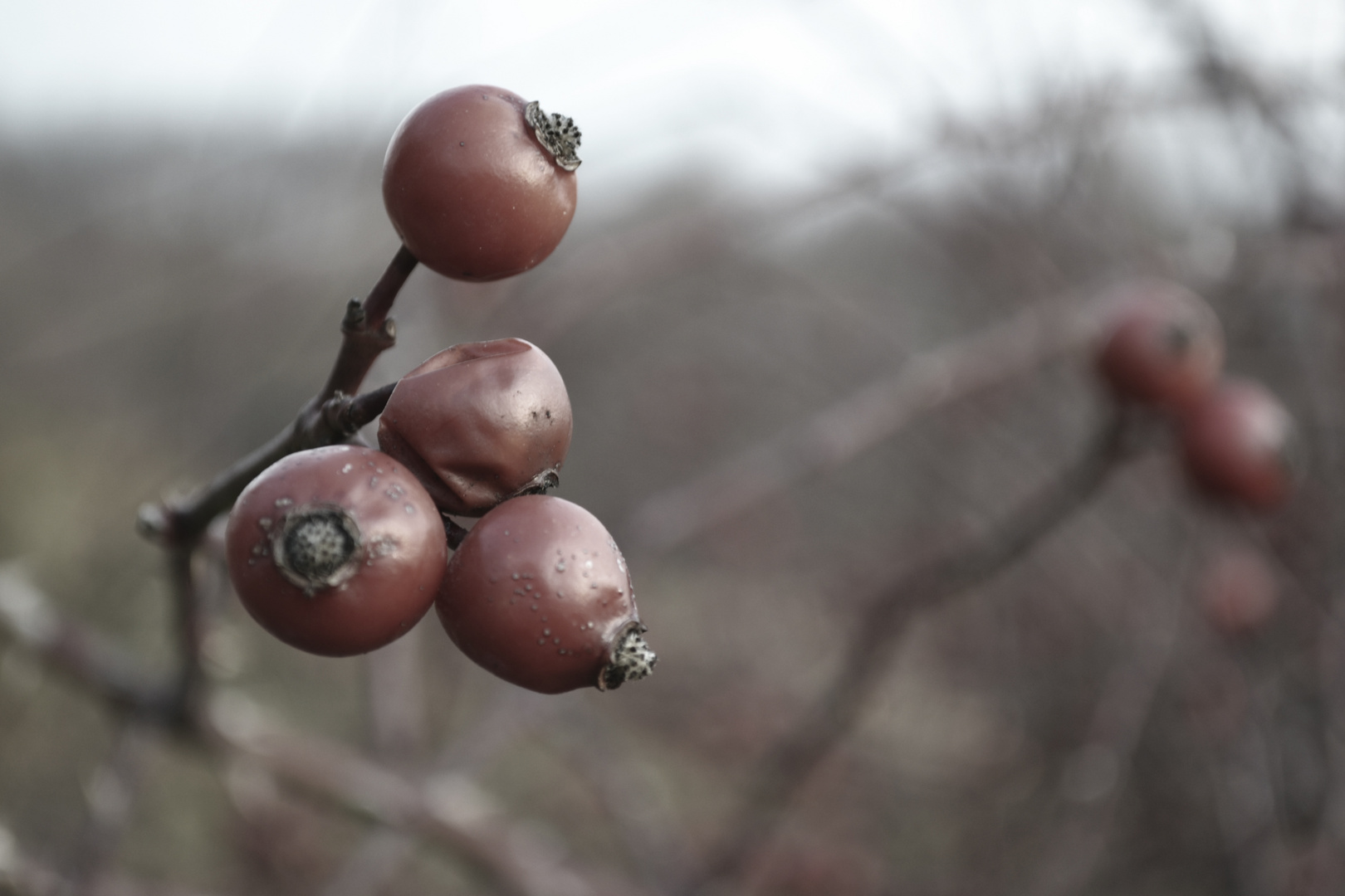 Fiorire d'inverno