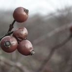 Fiorire d'inverno